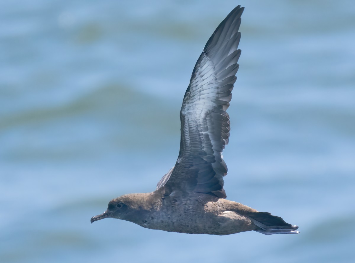 Sooty Shearwater - Mark Chappell