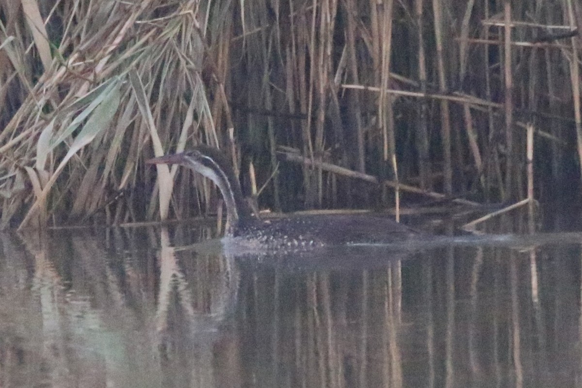 African Finfoot - ML622163362