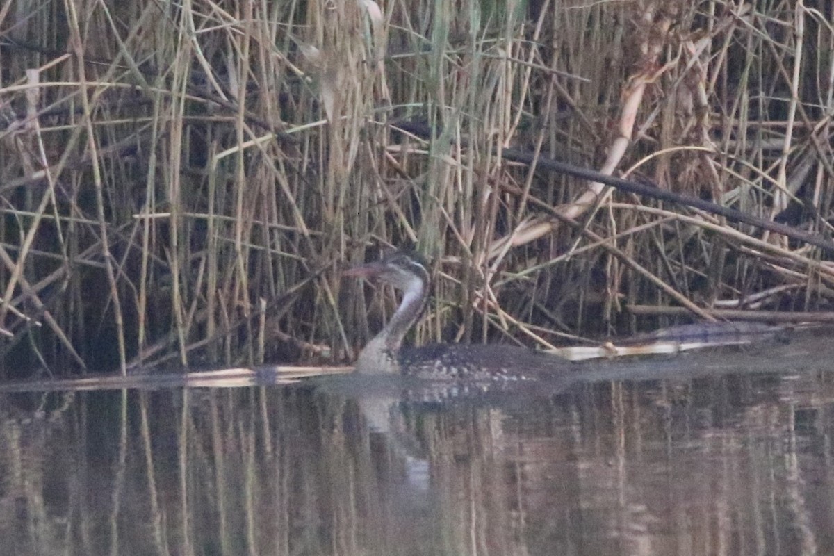 African Finfoot - ML622163363