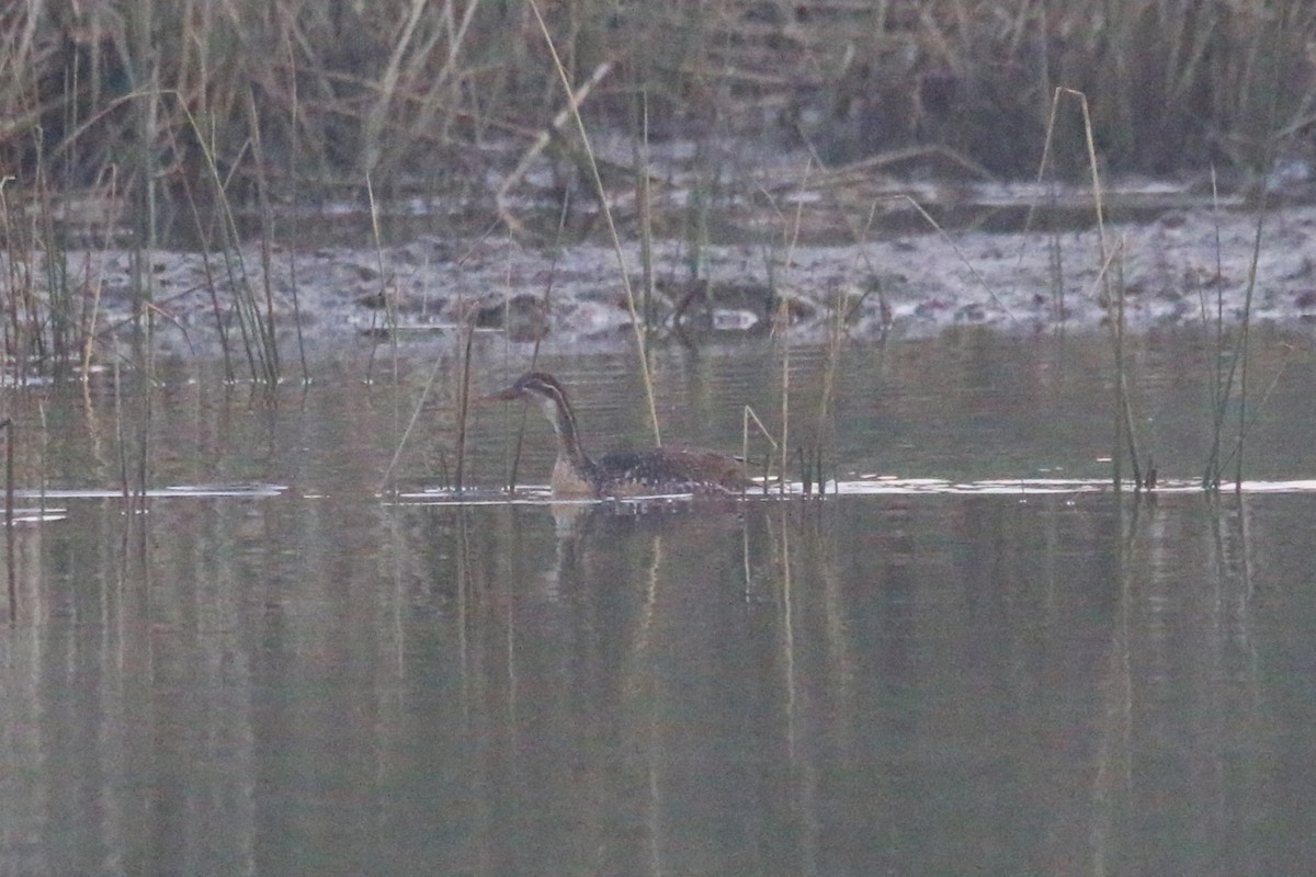 African Finfoot - ML622163365