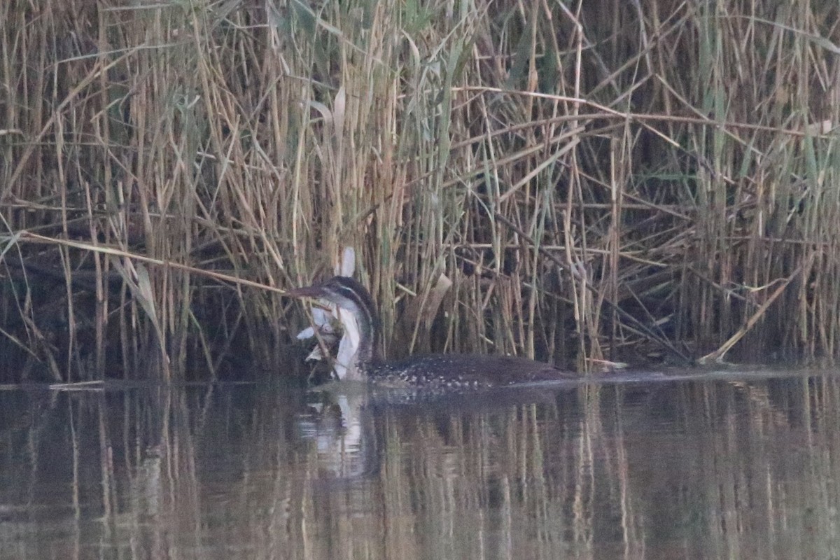 African Finfoot - ML622163366