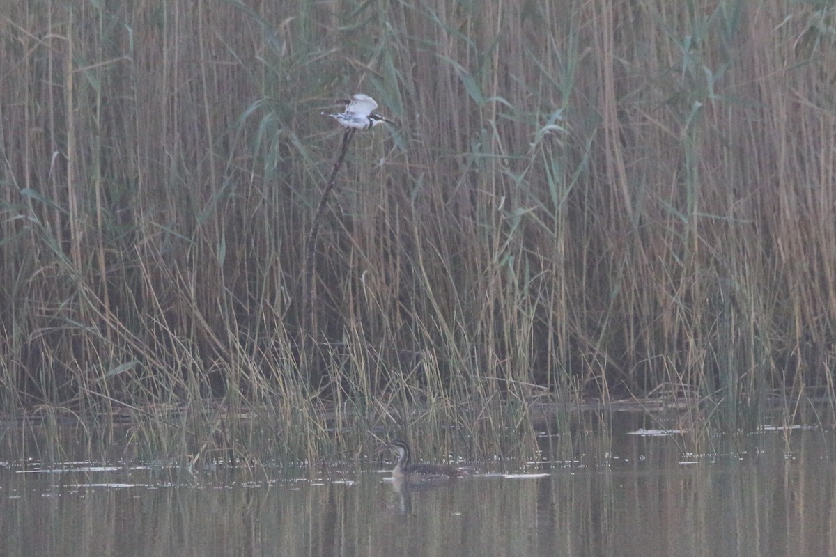 African Finfoot - ML622163367