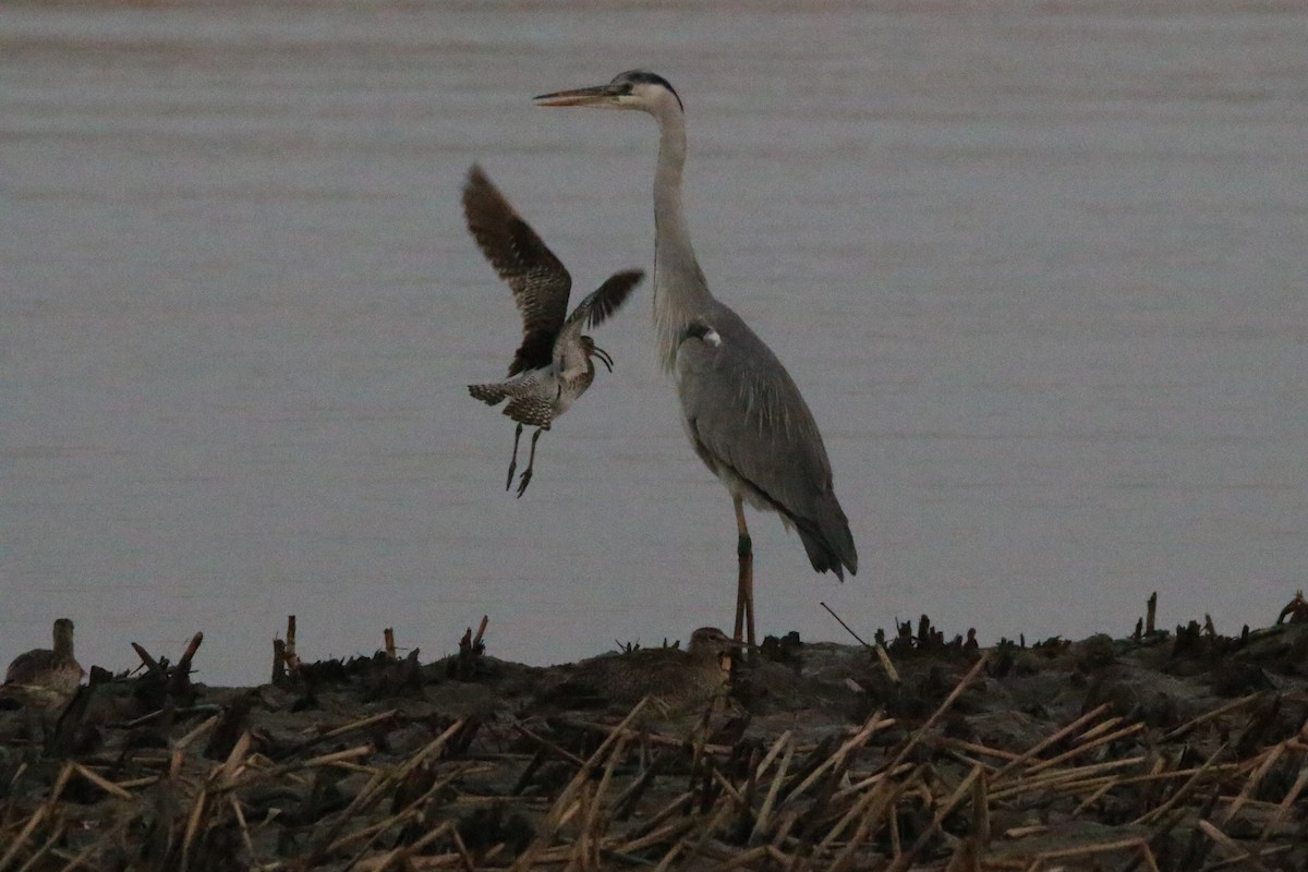 Whimbrel (European) - ML622163432