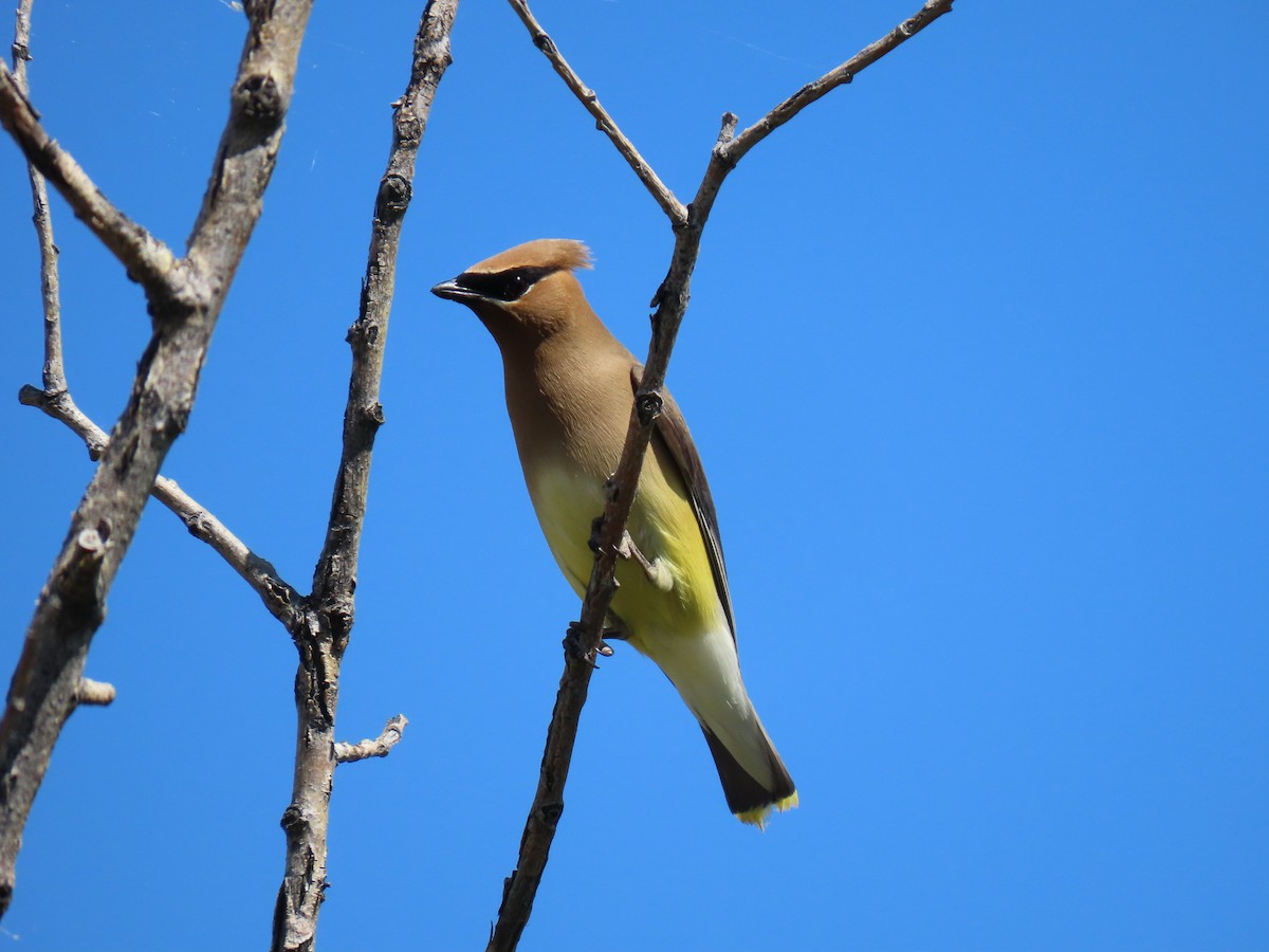 Cedar Waxwing - ML622163435