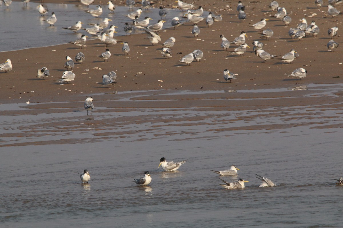 Great Crested Tern - ML622163469