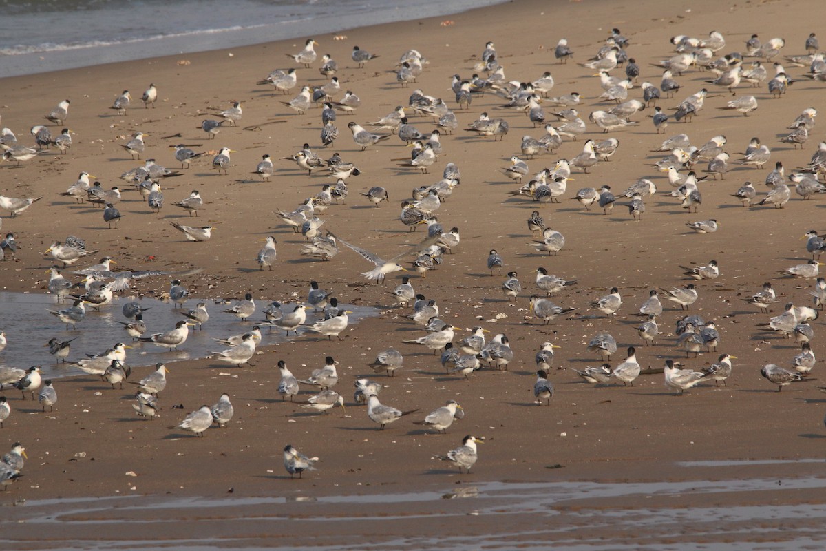 Great Crested Tern - ML622163470