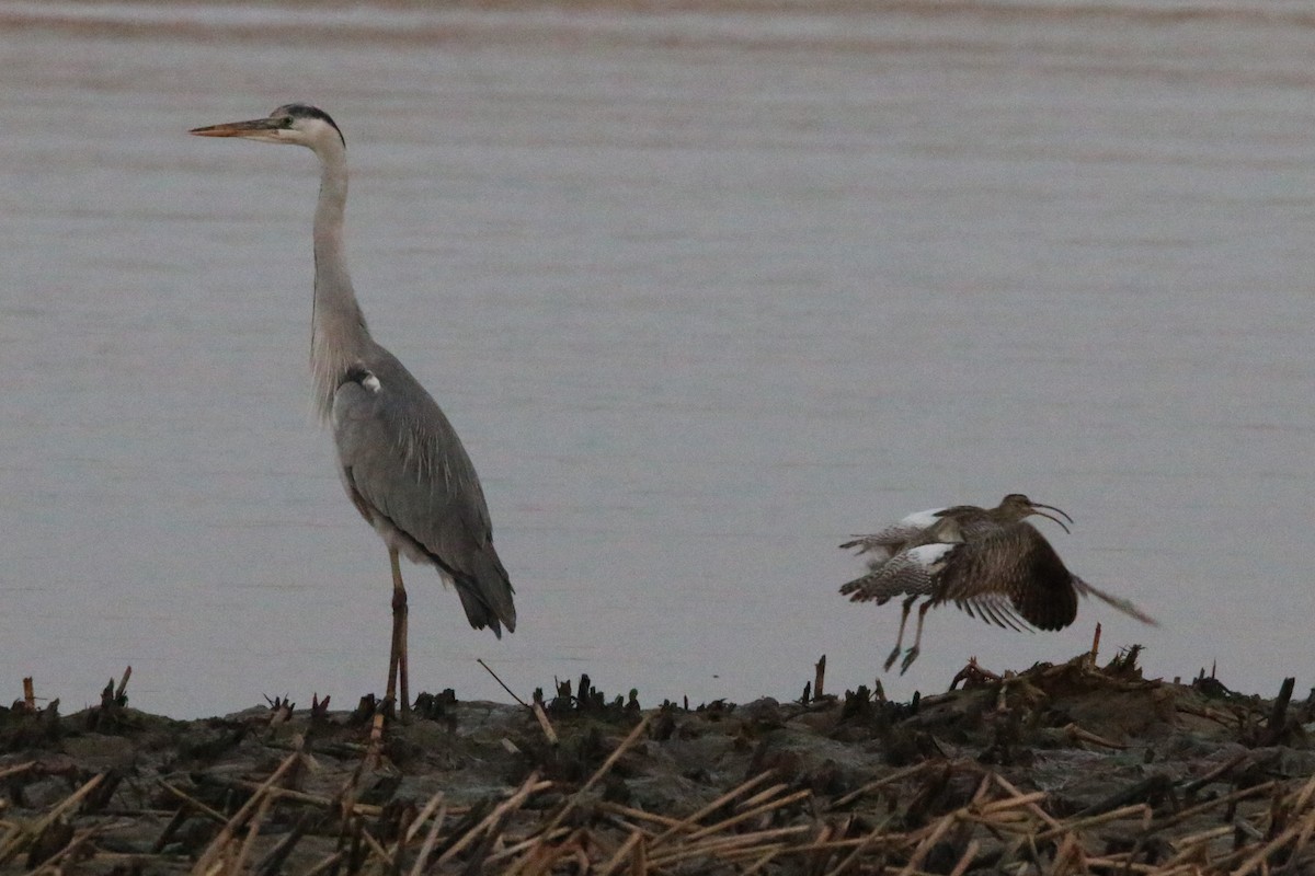 Gray Heron - ML622163484