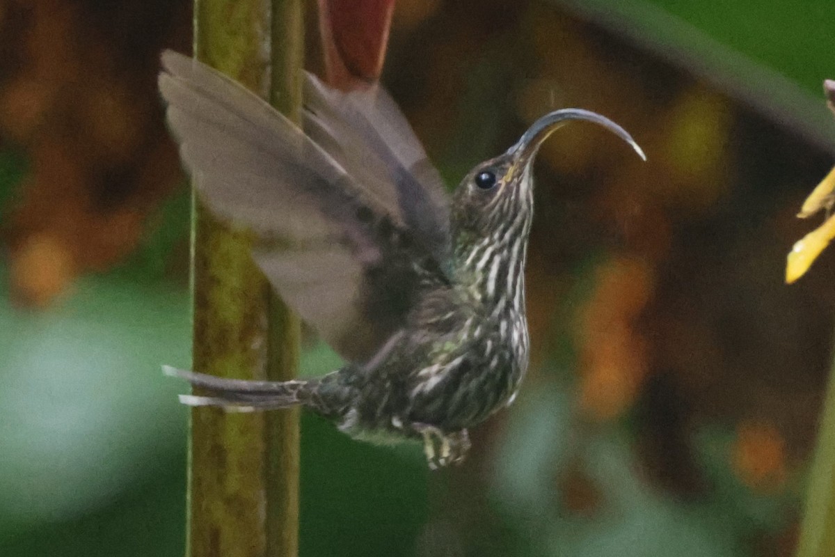 White-tipped Sicklebill - ML622163497