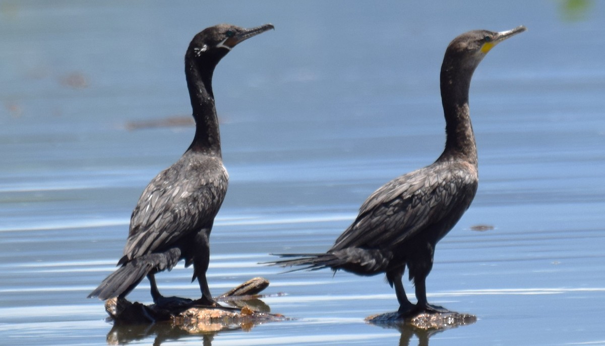 Neotropic Cormorant - ML622163507