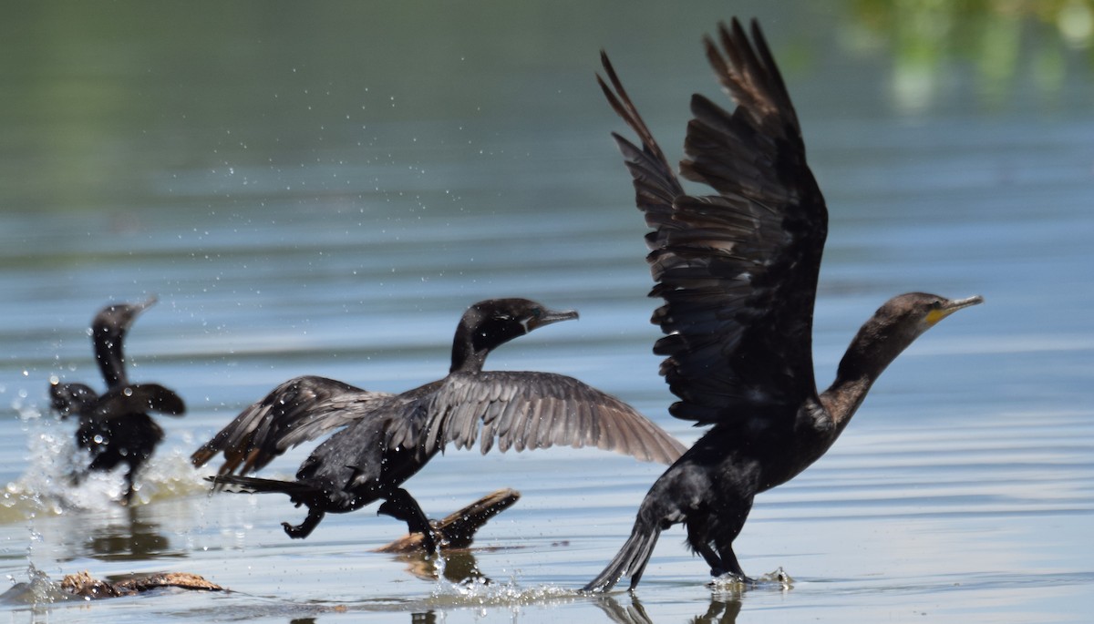 Neotropic Cormorant - ML622163508