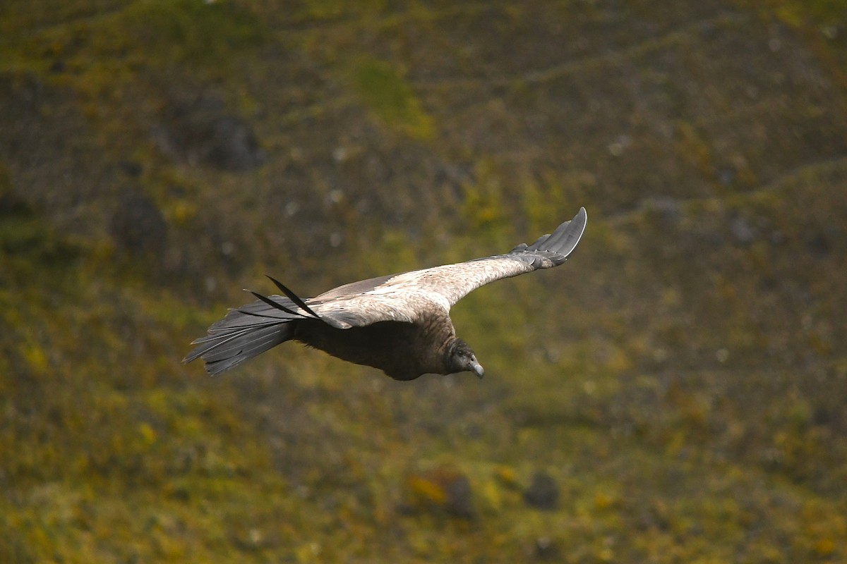 Andean Condor - José Luis Núñez Muñoz