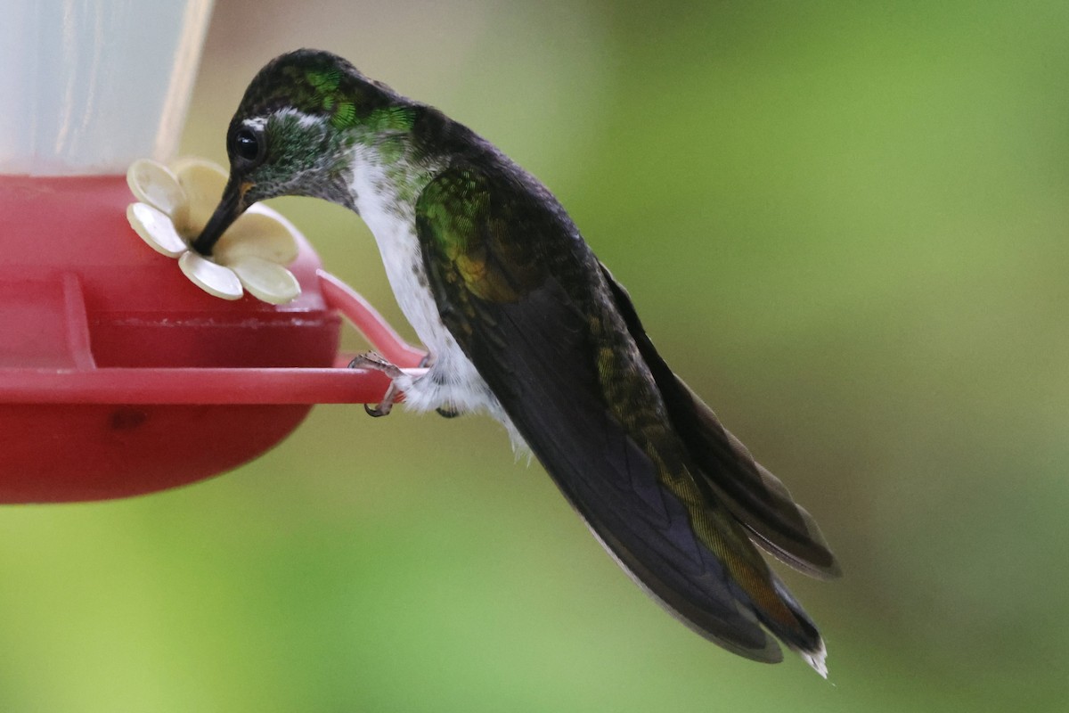 White-bellied Mountain-gem - Johannes Hogrefe