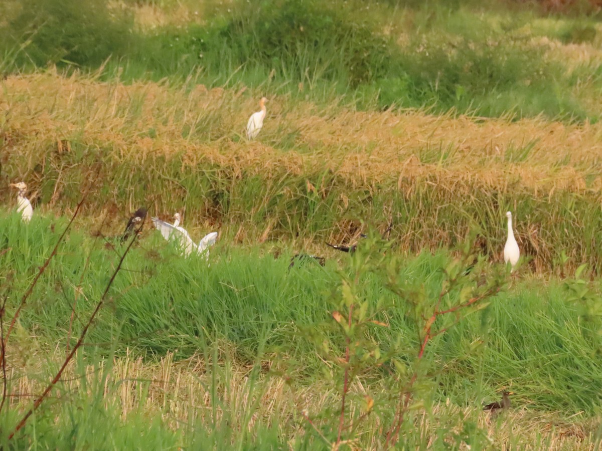 Eastern Cattle Egret - ML622163640