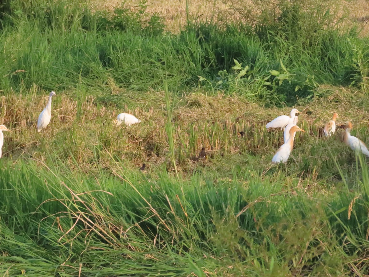 Eastern Cattle Egret - ML622163642