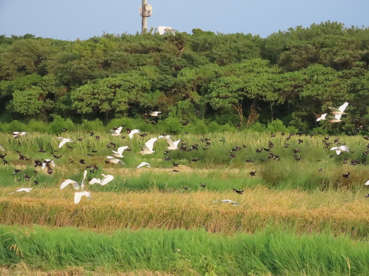 Eastern Cattle Egret - ML622163643