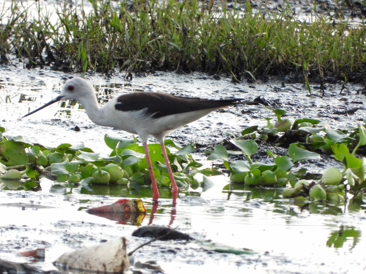 Black-winged Stilt - ML622163690