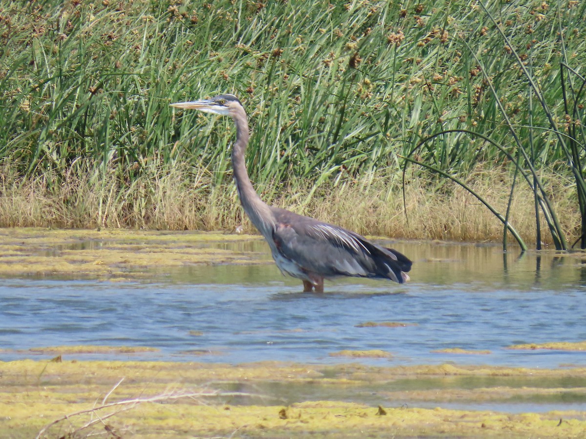 Great Blue Heron - ML622163691