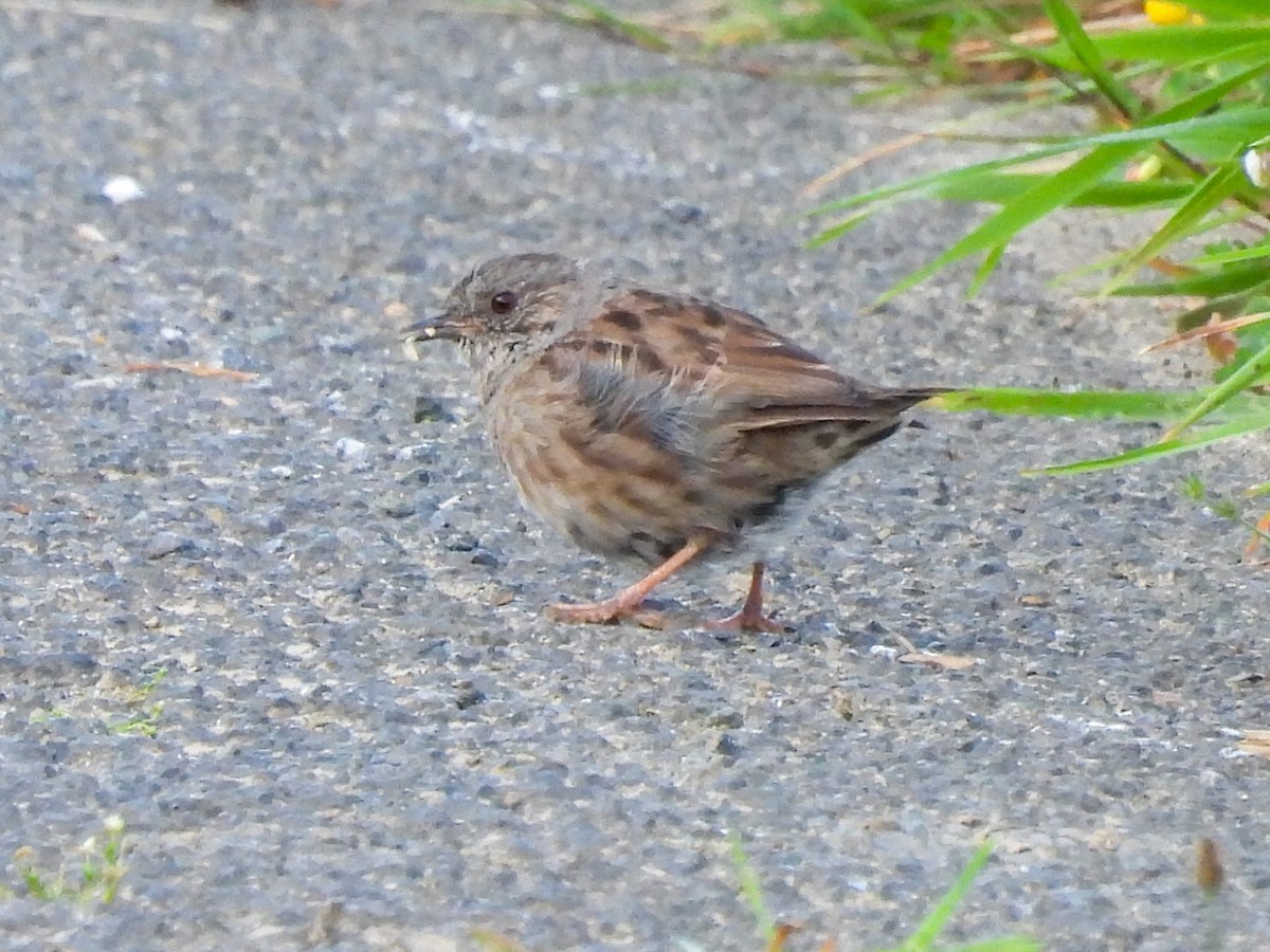 Dunnock - ML622163694