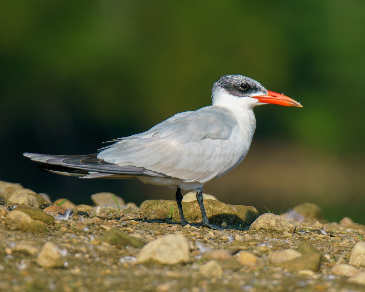 Caspian Tern - ML622163695