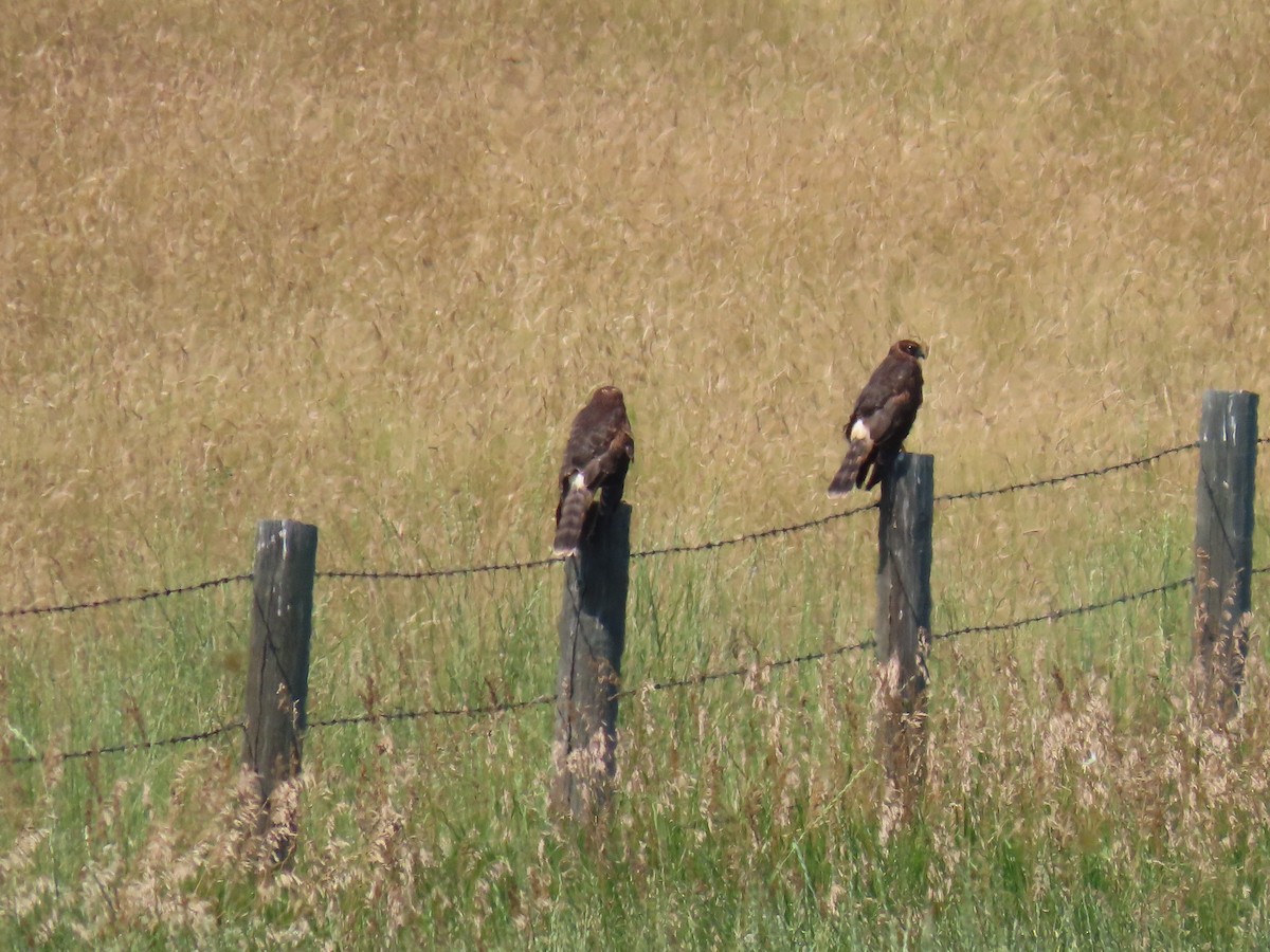 Northern Harrier - ML622163696