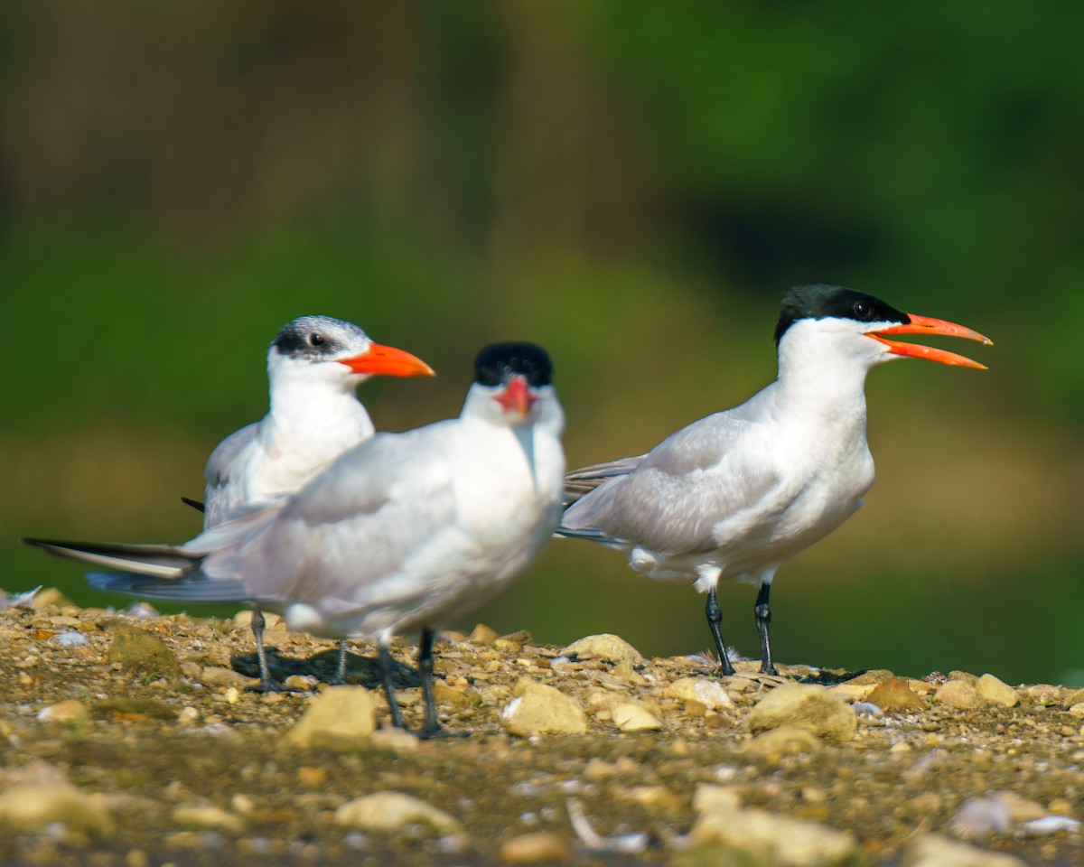 Caspian Tern - ML622163697