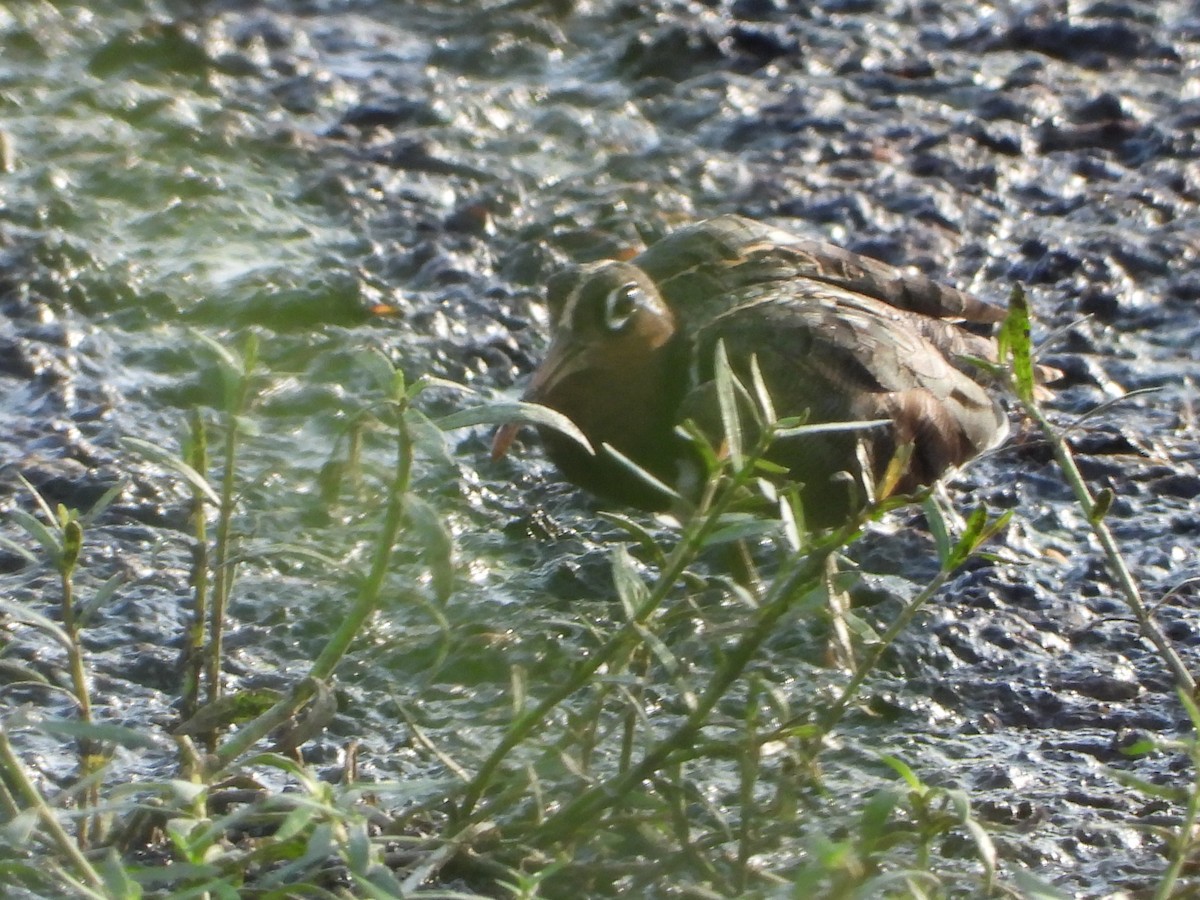 Greater Painted-Snipe - ML622163699