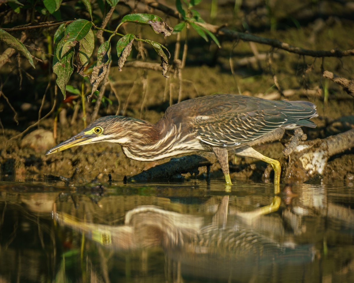 Green Heron - ML622163700