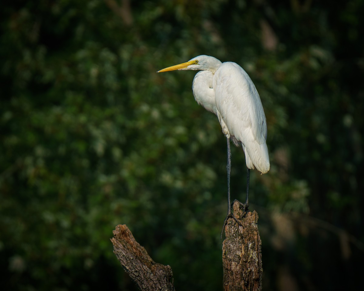 Great Egret - ML622163704