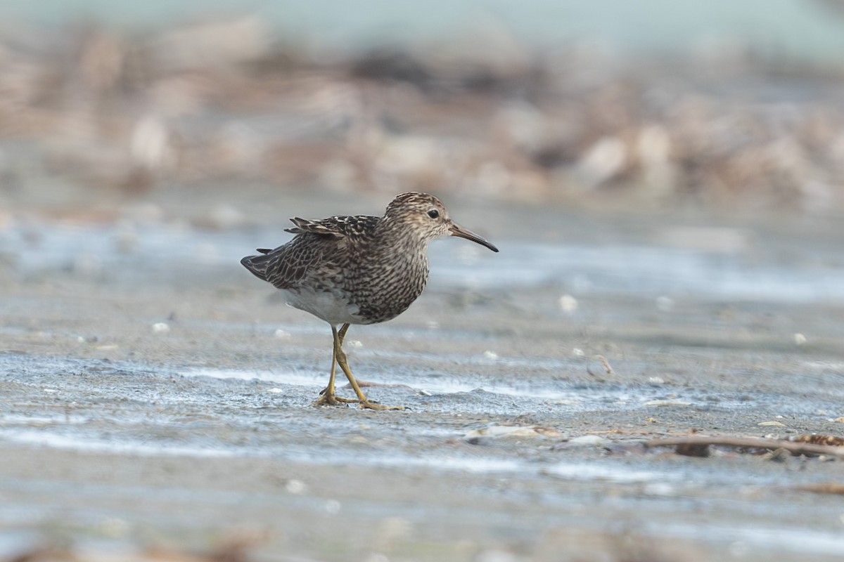 Pectoral Sandpiper - ML622163705