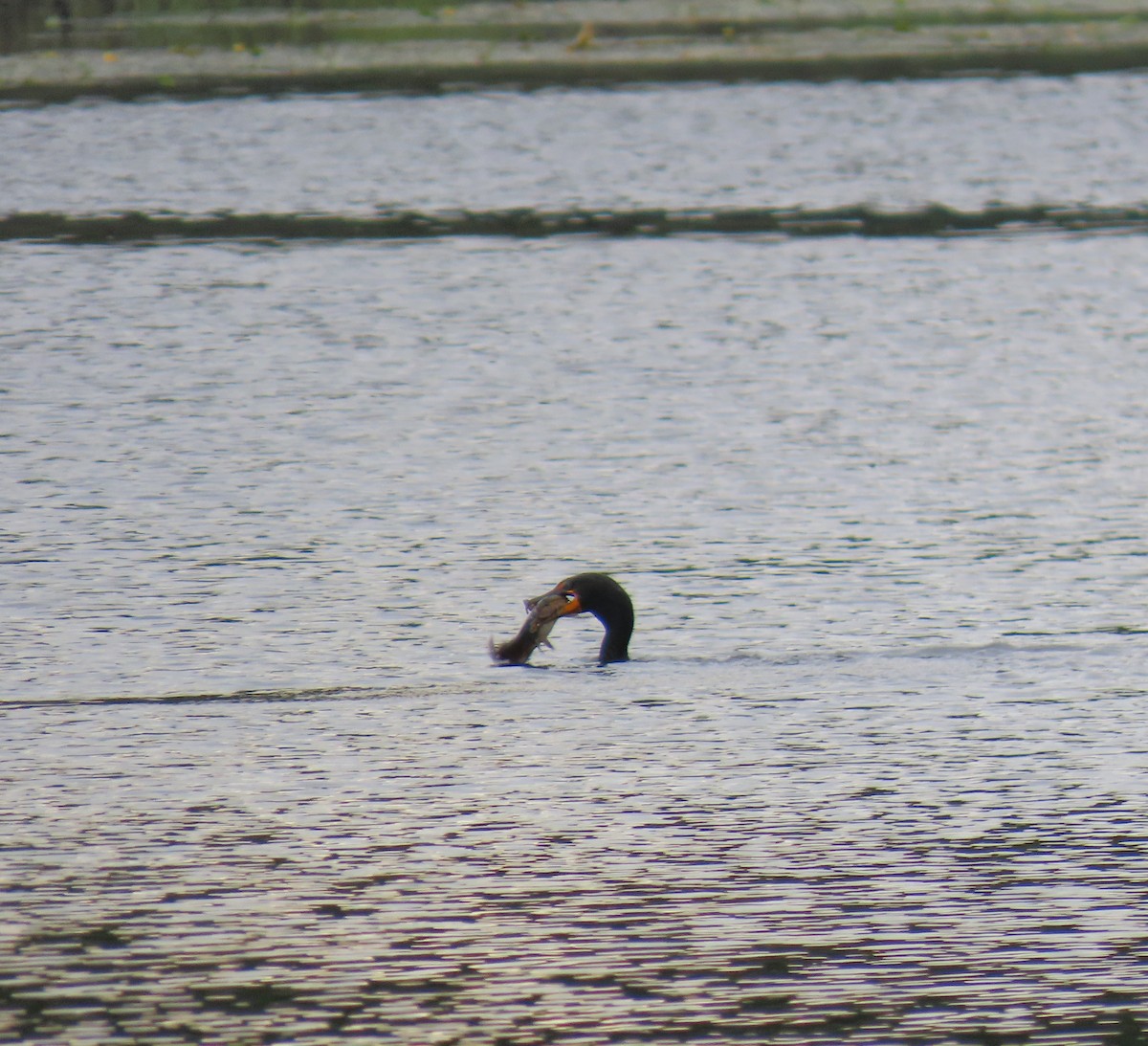 Double-crested Cormorant - ML622163706