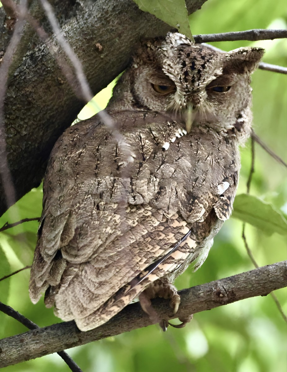 Pacific Screech-Owl - ML622163707