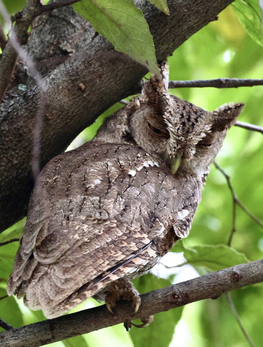 Pacific Screech-Owl - ML622163708