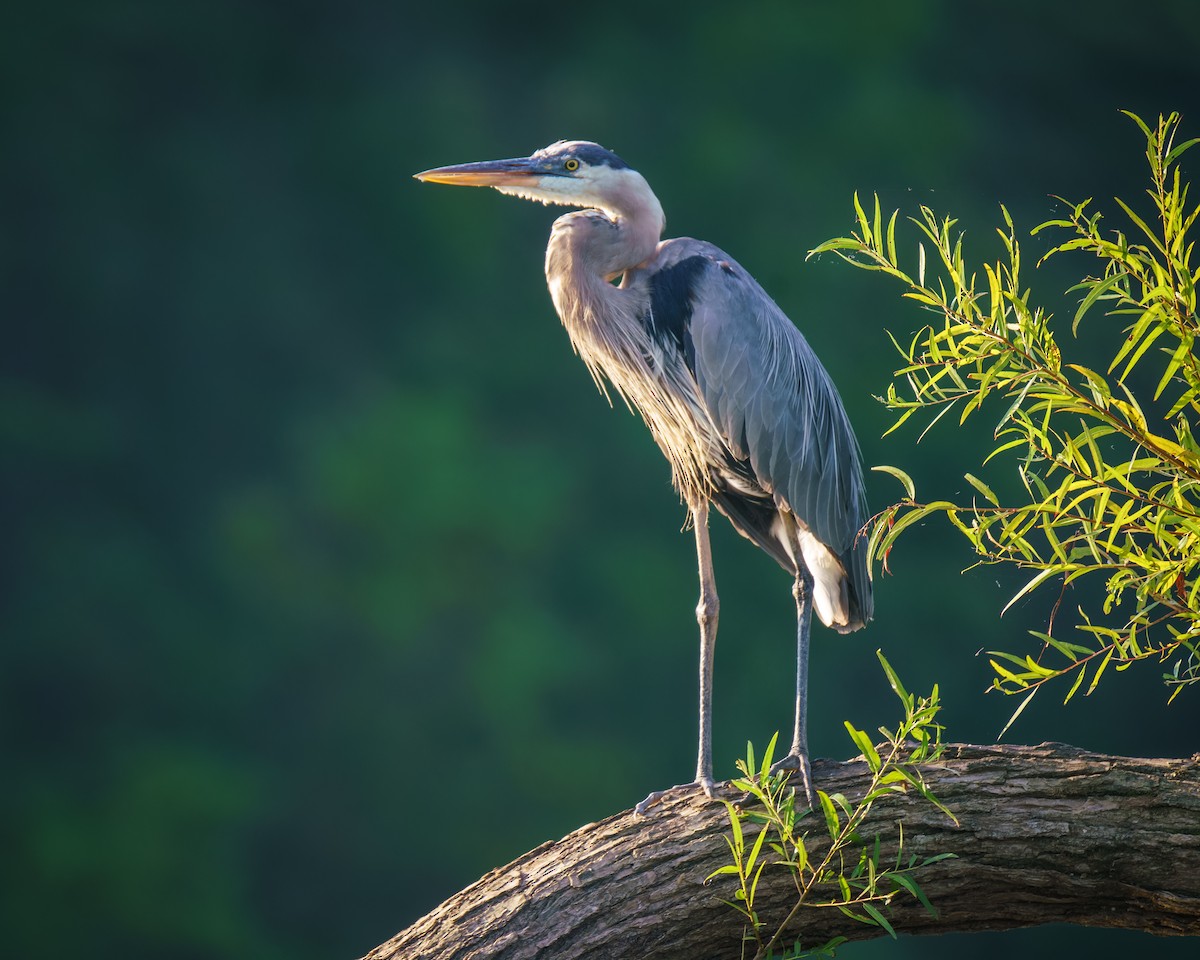 Great Blue Heron - ML622163710