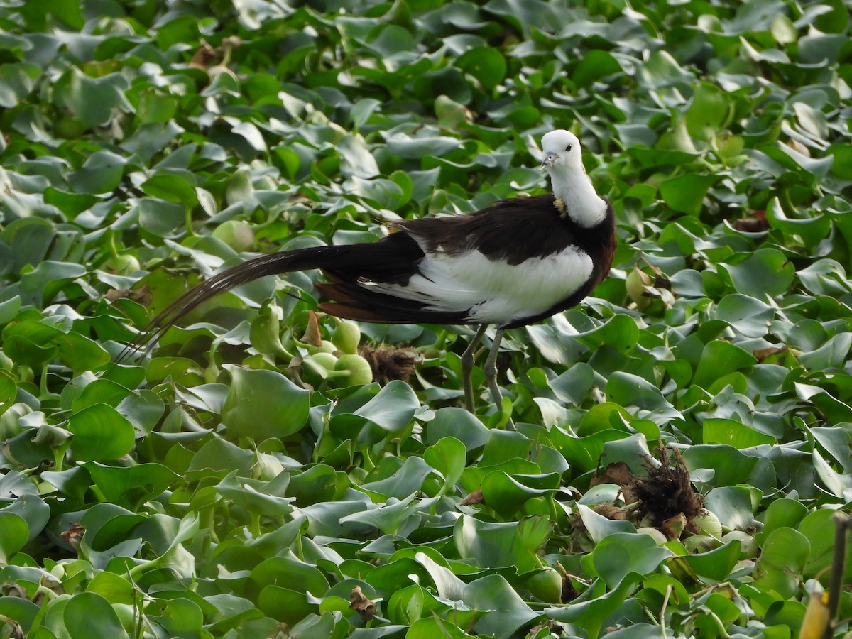 Pheasant-tailed Jacana - ML622163711