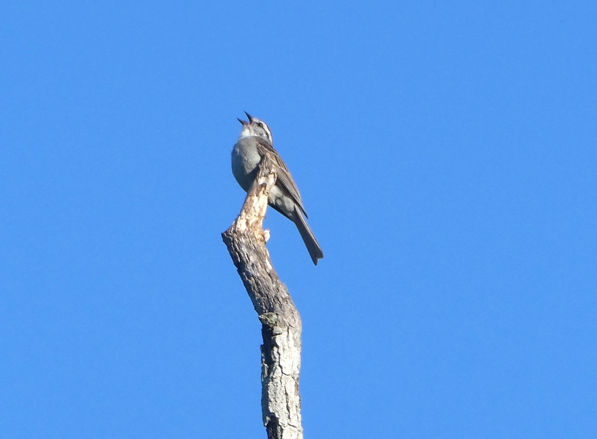 Chipping Sparrow - ML622163713