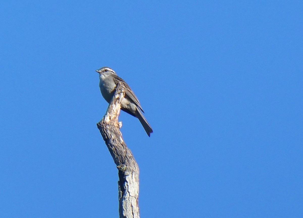 Chipping Sparrow - ML622163714