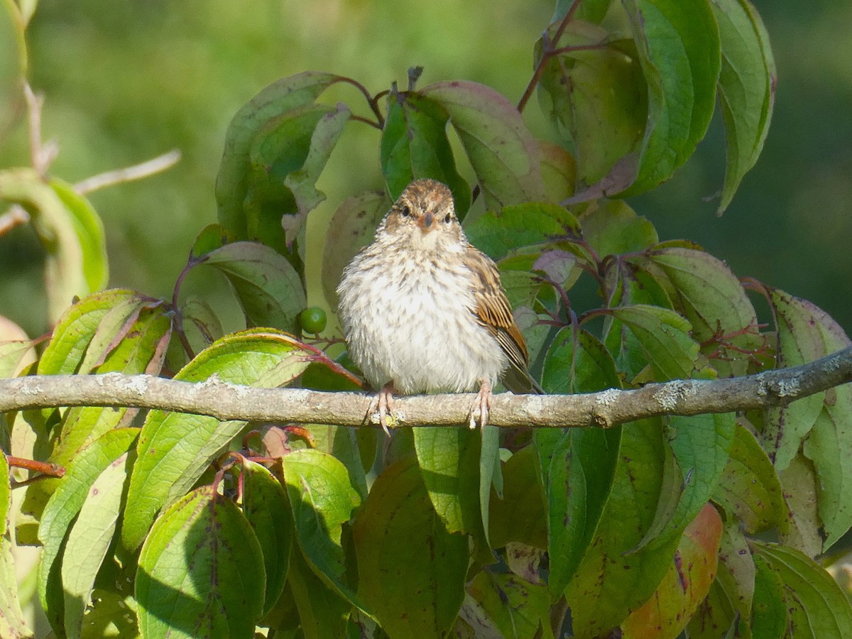 Chipping Sparrow - ML622163715