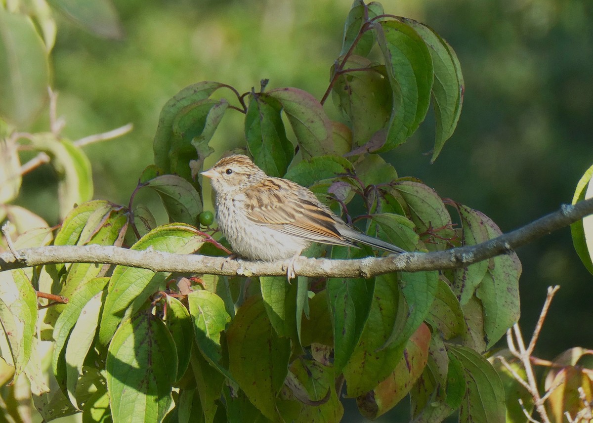 Chipping Sparrow - ML622163716