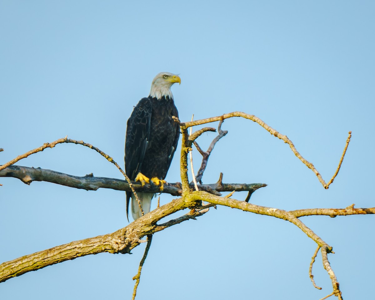 Bald Eagle - Carey Sherrill