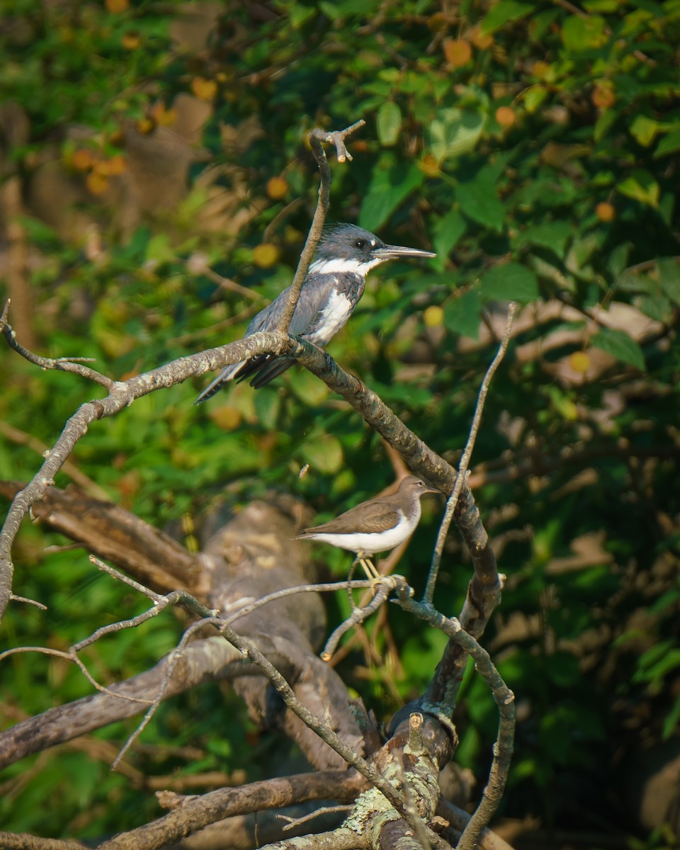 Belted Kingfisher - ML622163723