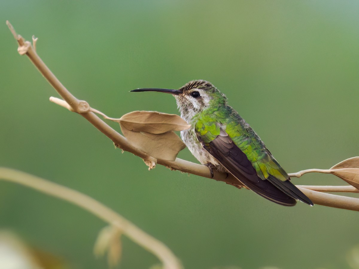 White-tailed Goldenthroat - ML622163725