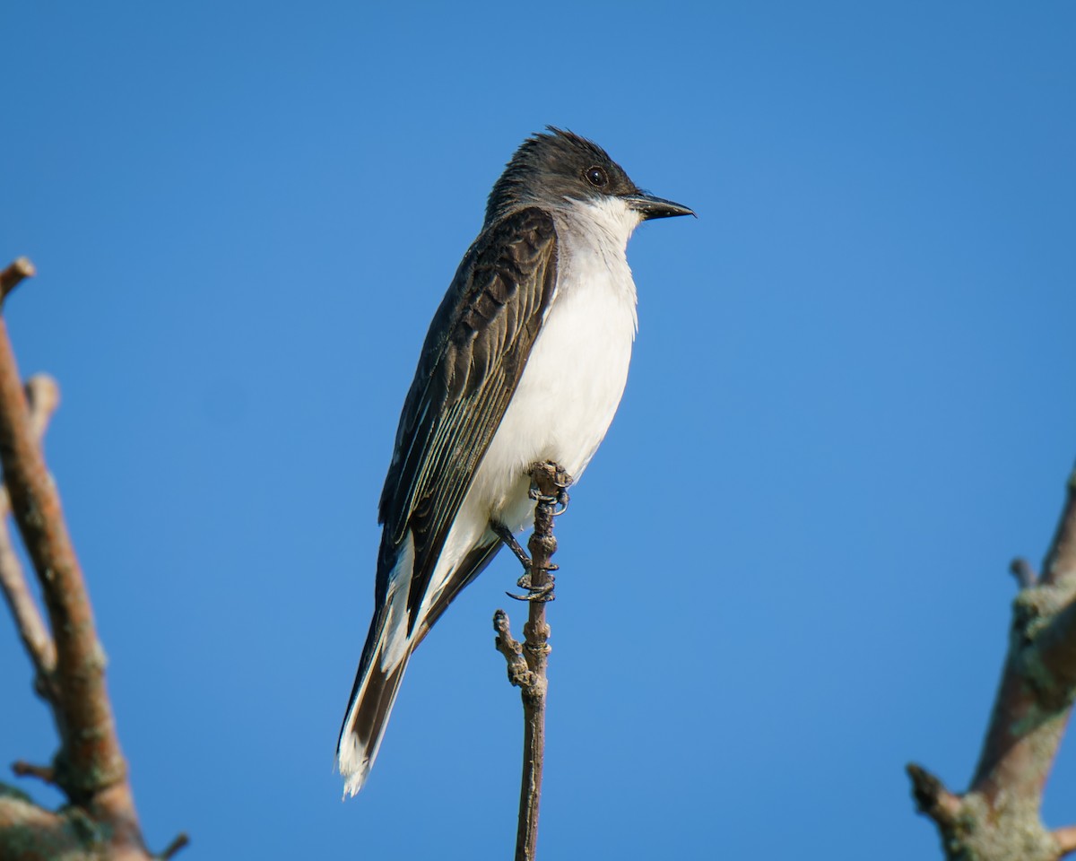 Eastern Kingbird - ML622163726