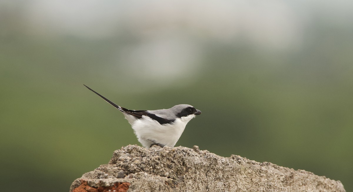 Great Gray Shrike - ML622163752