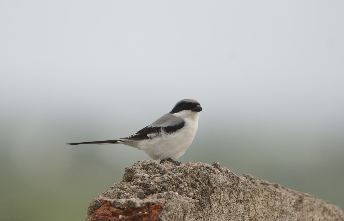 Great Gray Shrike - ML622163753