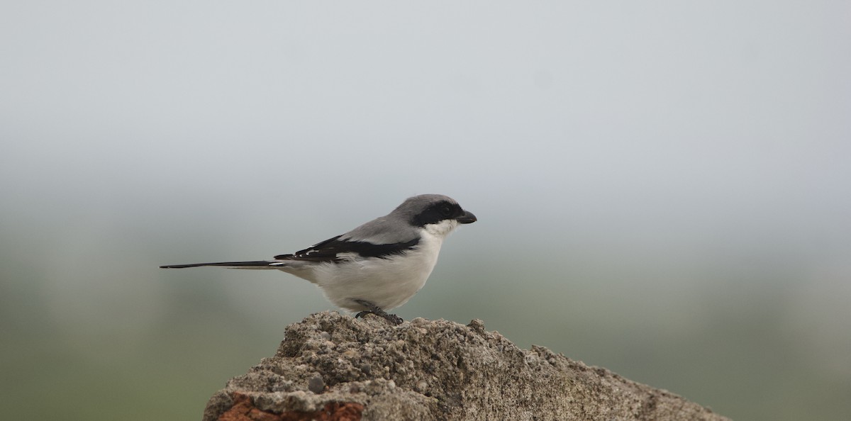 Great Gray Shrike - ML622163754