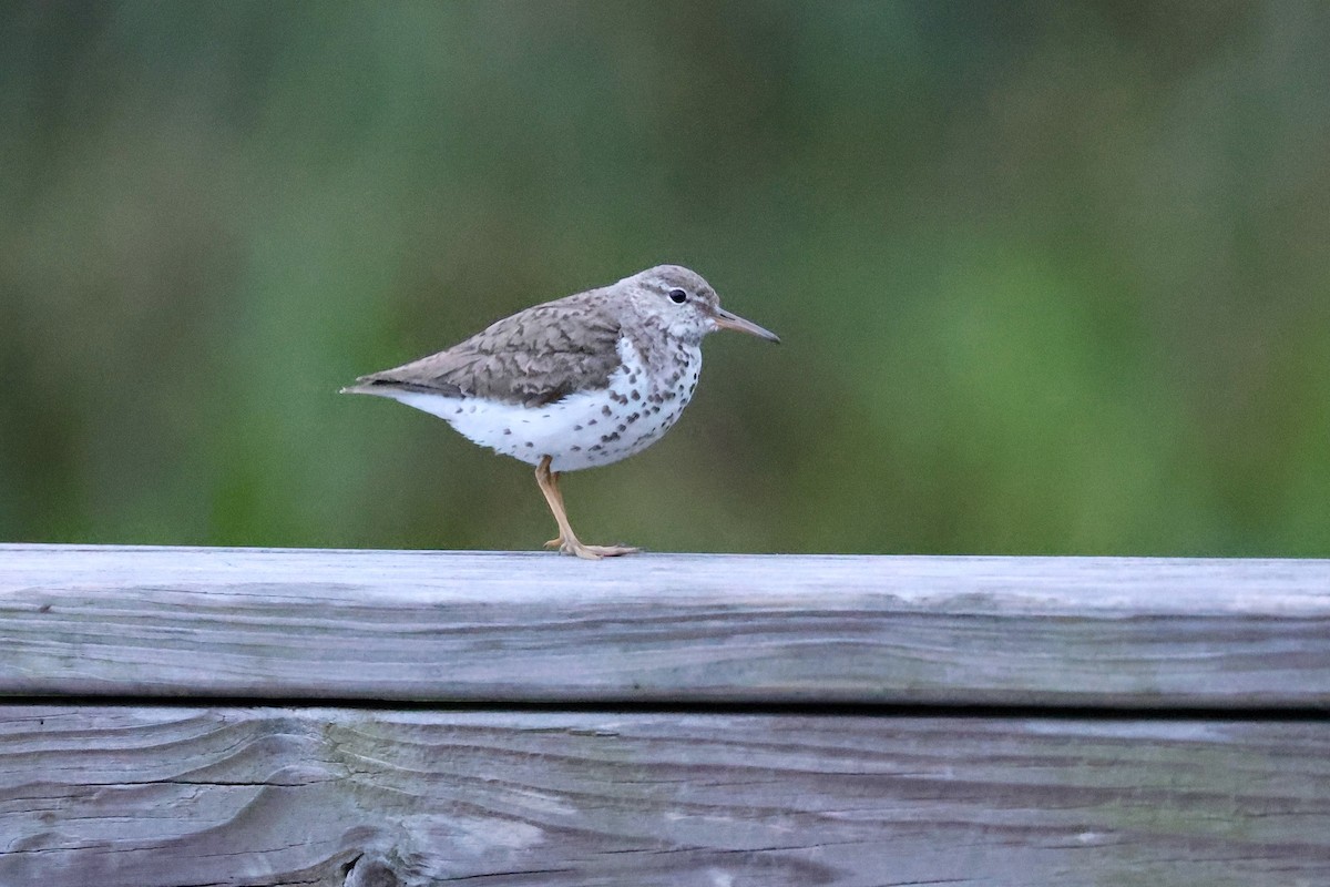 Spotted Sandpiper - ML622163815