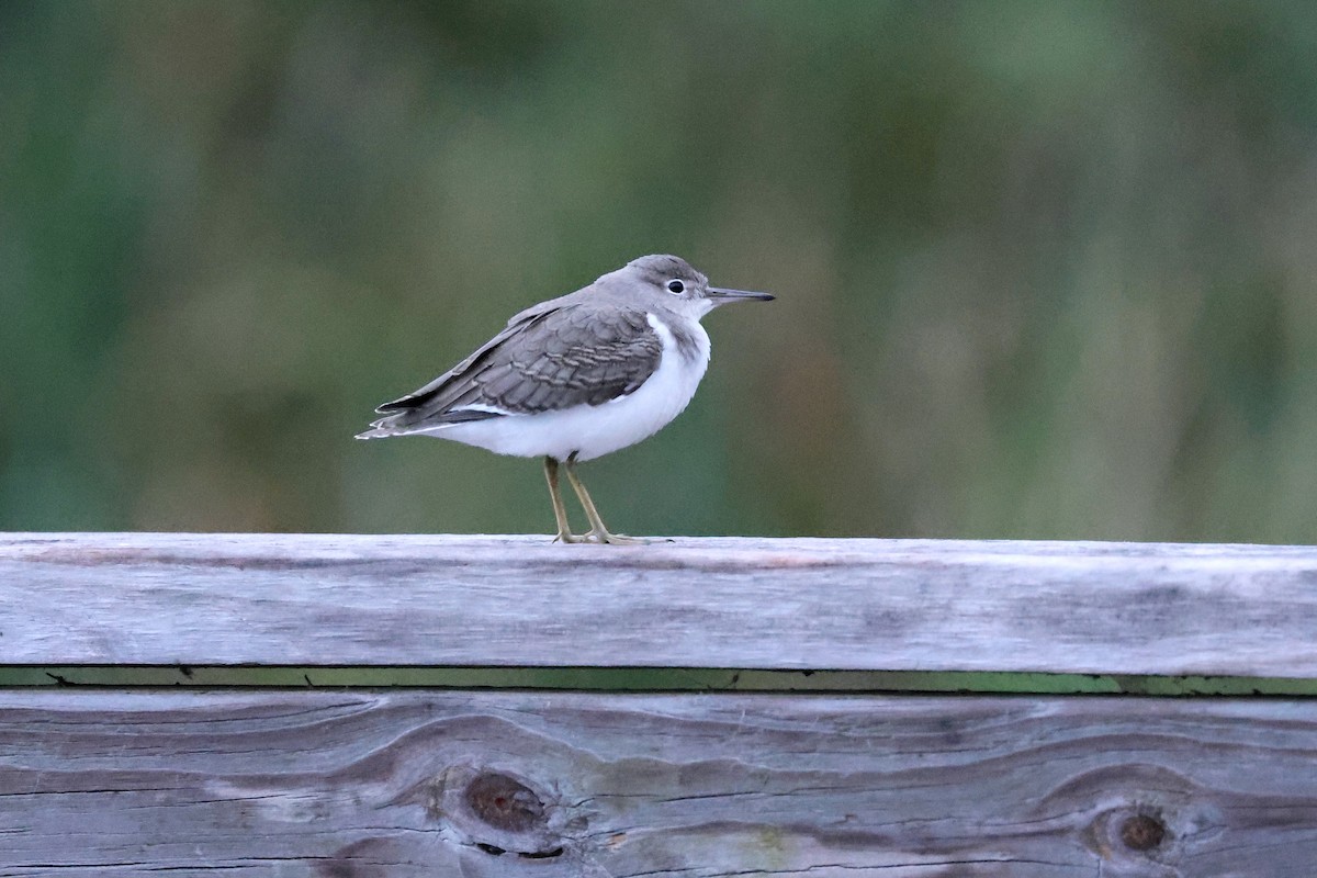 Spotted Sandpiper - ML622163830