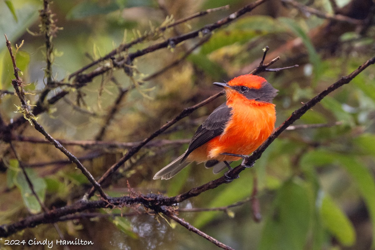 Brujo Flycatcher (Galapagos) - ML622164046