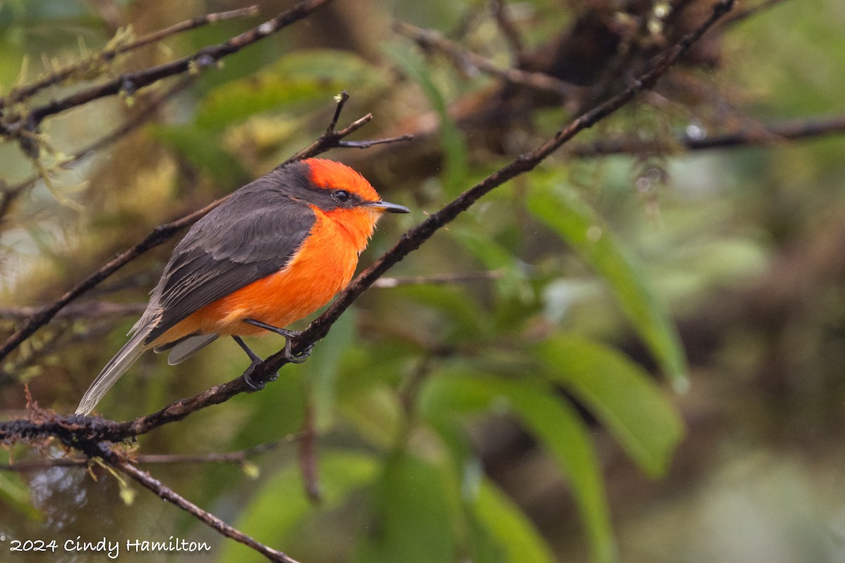 Brujo Flycatcher (Galapagos) - ML622164047