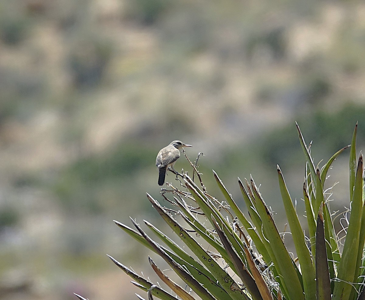 Rock Wren - ML622164093